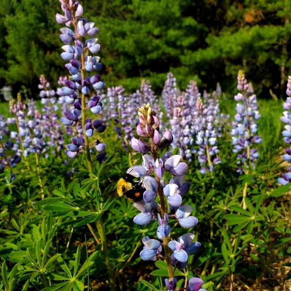 wild_lupine